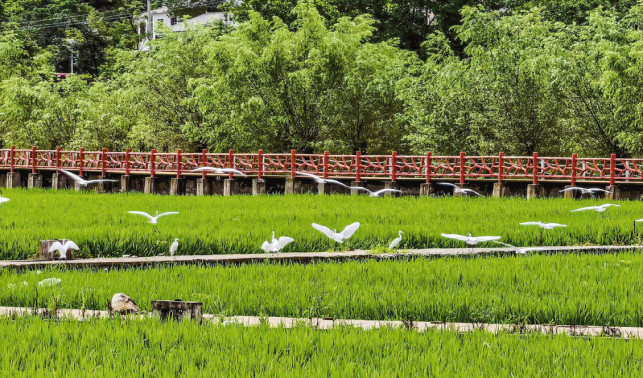 鹭栖稻田间 业兴山水畔