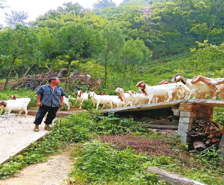 魏明芳：养羊踏上增收路