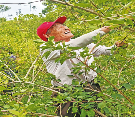 保安镇：种下“苦”连翘 收获“甜”日子