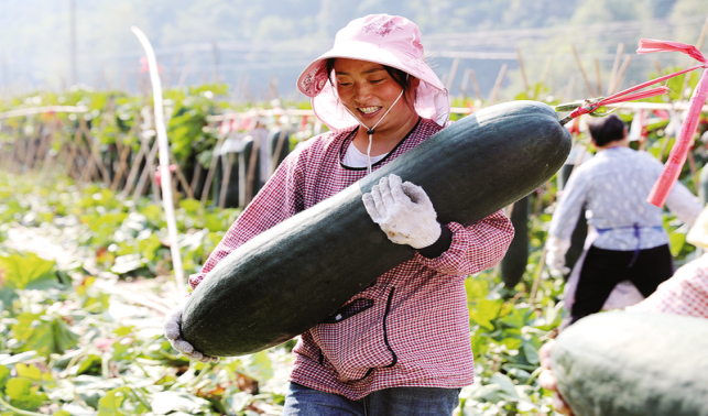 秦岭山间 瓜满藤