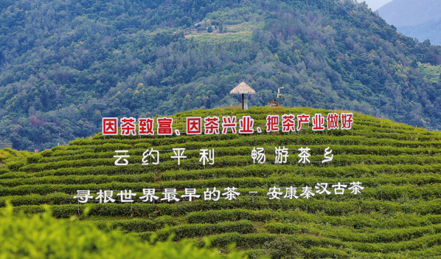 青山藏好物，一脉连双城