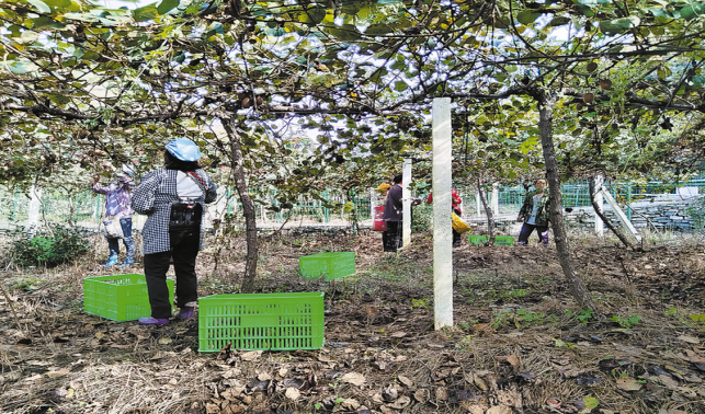 盘活闲置地块 发展特色种植