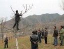 洛南县景村镇狠抓核桃科管