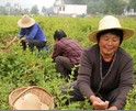 铁峪铺树型金银花喜获丰收