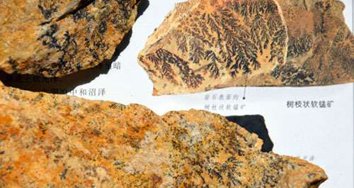洛南发现的树纹化石其实是锰矿