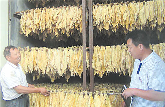 四皓中心村烤烟丰收